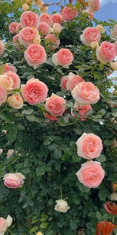 Peach Climbing Rose Flower seeds for Planting - Seasonal Bloomer, Heirloom & GMO Free Seeds for Home Garden
Sale seeds for home garden