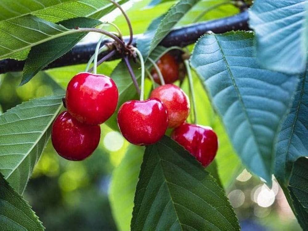 Light Green and Red Cherry Fruit Seeds for Planting - Evergrowseeds