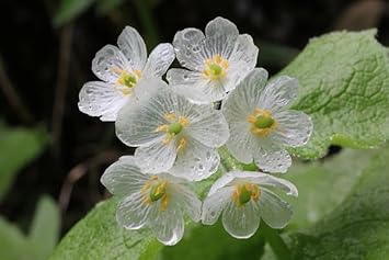 Transparent Skeleton Flower seeds for Planting - Easy to Grow, Heirloom & GMO Free Seeds for Home Garden
Sale seeds for home garden