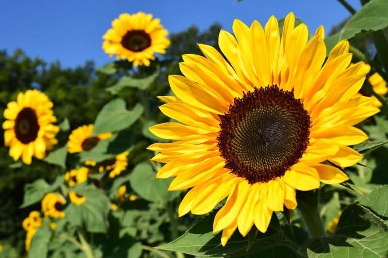 Sunzilla SunFlower seeds for Planting Garden Favorite Heirloom & GMO Free Seeds for Home Garden