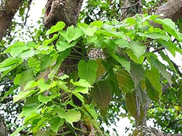 Hura Crepitans Tree Seeds for Planting - Premium Quality, Heirloom & GMO Free Seeds for Home Garden
Sale seeds for home garden