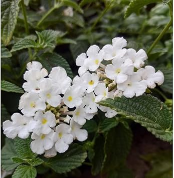 Lantana Flower seeds for Planting Vibrant Colors Heirloom & GMO Free Seeds for Home Garden
Sale for planting in home garden