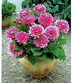 Pink Multi-Color Dahlia Flower seeds for Planting - Fragrant Blossoms, Heirloom & GMO Free Seeds for Home Garden
Sale seeds for home garden