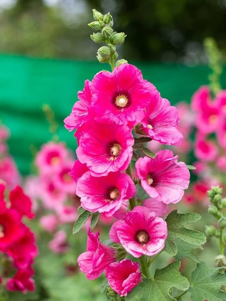 Baby Pink Hollyhock Flower seeds for Planting - Hardy Variety, Heirloom & GMO Free Seeds for Home Garden