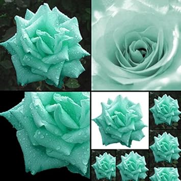 Sea Green Rose Flower seeds for Planting - Drought Tolerant, Heirloom & GMO Free Seeds for Home Garden
Sale seeds for home garden