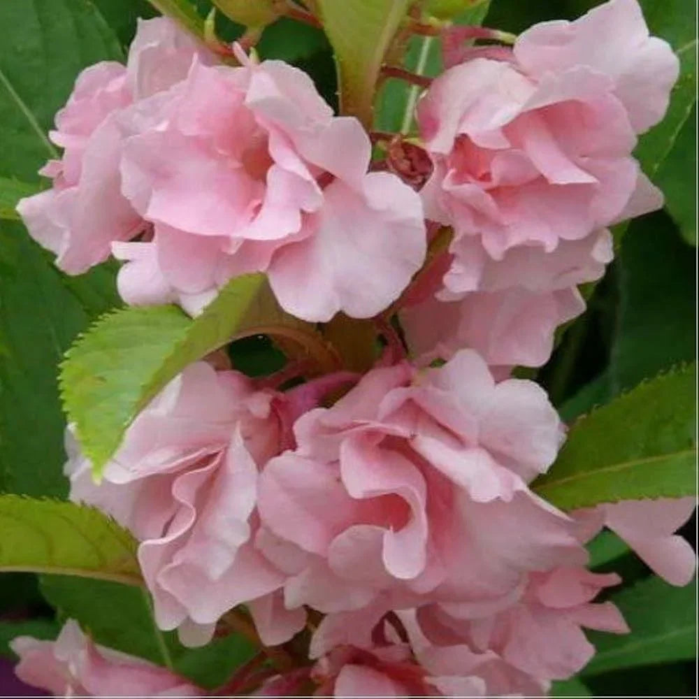 Light Pink Balsam Camellia Flower seeds for Planting Easy to Grow Heirloom & GMO Free Seeds for Home Garden