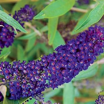 Heirloom Butterfly Bush Flower seeds for Planting Fragrant Blossoms Heirloom & GMO Free Seeds for Home Garden
Sale for planting in home garden