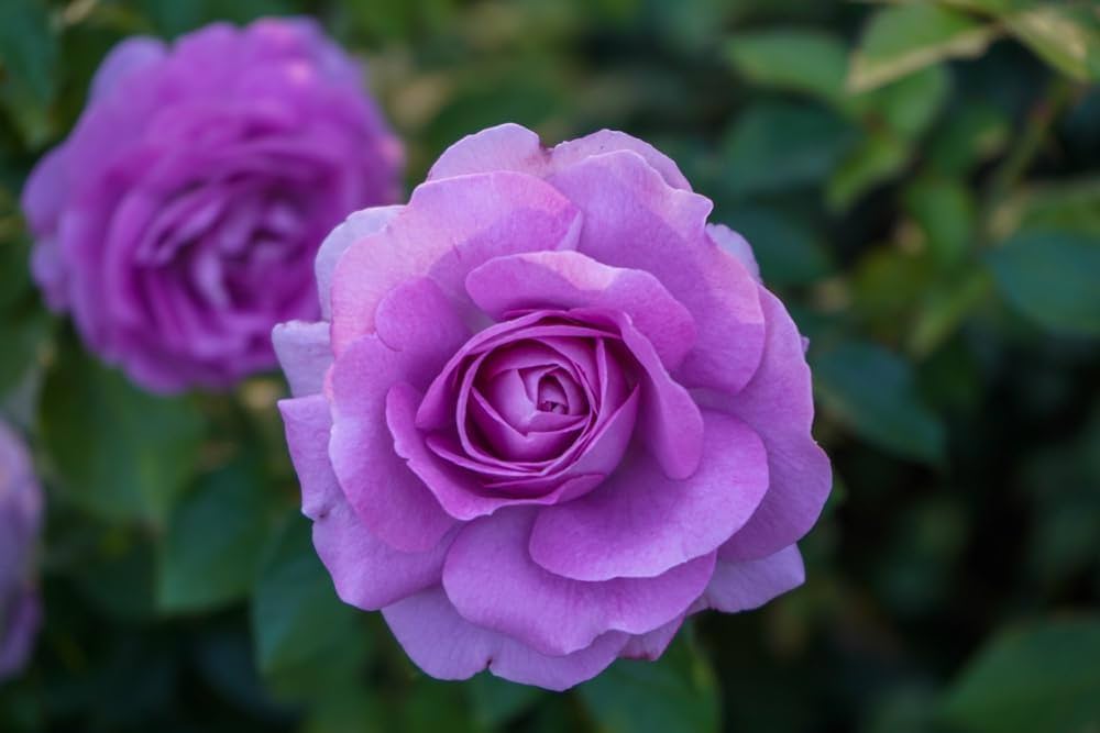 Lavender Rose Flower seeds for Planting Shade Tolerant Heirloom & GMO Free Seeds for Home Garden