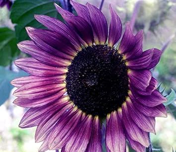 Violet Sunflower Perennial Flower Seeds for Planting, Heirloom Non-GMO Organic Garden Seeds
Sale seeds for home garden
