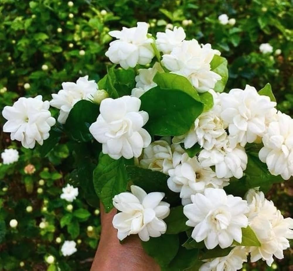 Jasmine Flower seeds for Planting - Low Maintenance, Heirloom & GMO Free Seeds for Home Garden