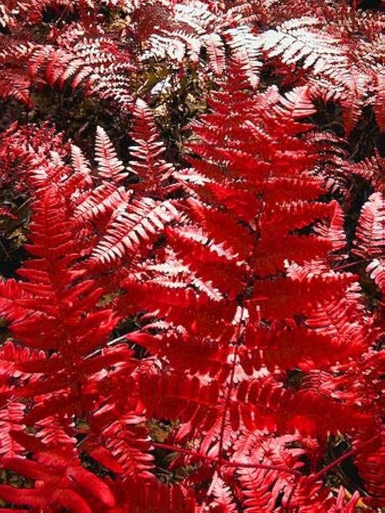 Fern Red Seeds for Planting - Unique Colorful Ferns for Your Garden