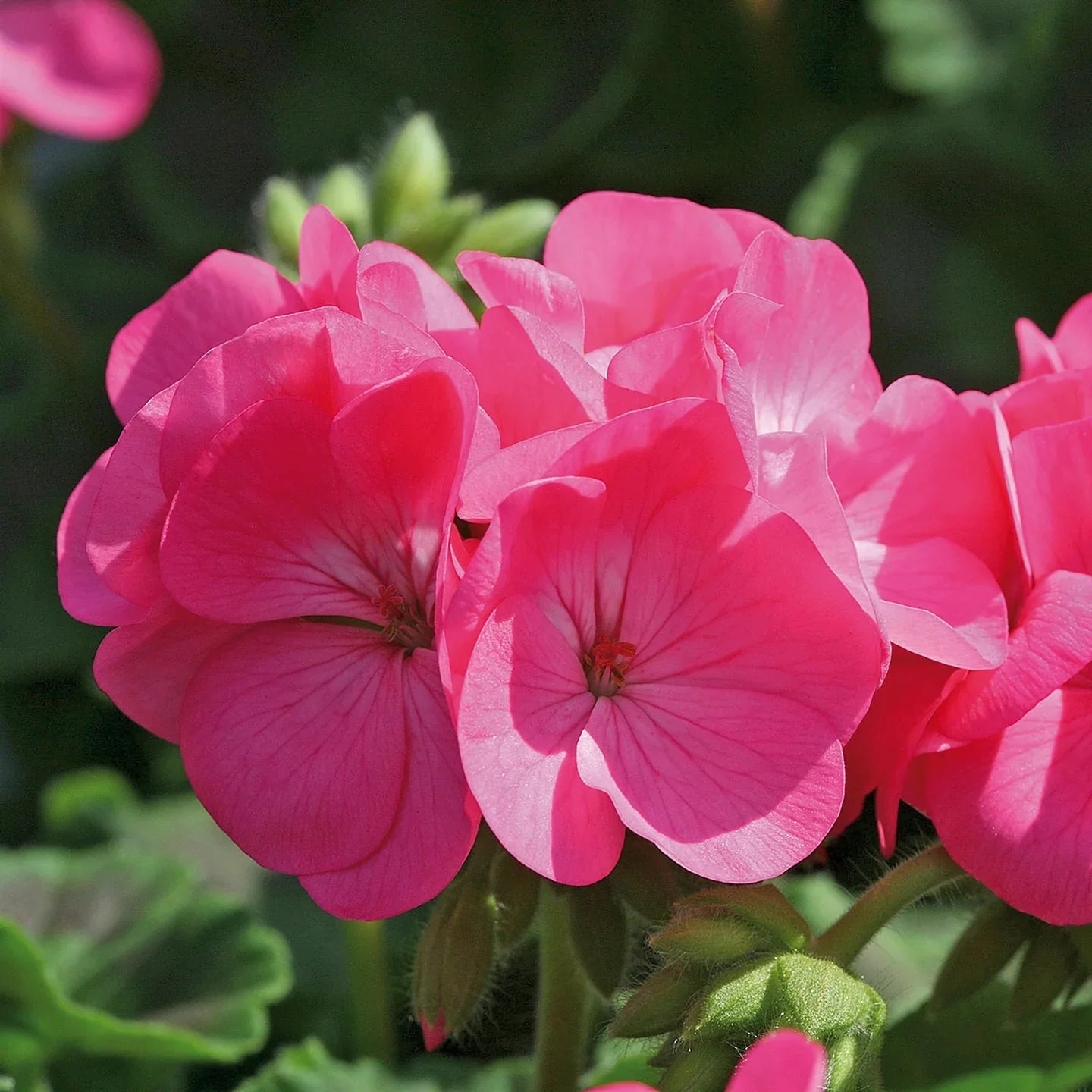 Pink Geranium Apple Blossom Flower seeds for Planting - Shade Tolerant, Heirloom & GMO Free Seeds for Home Garden