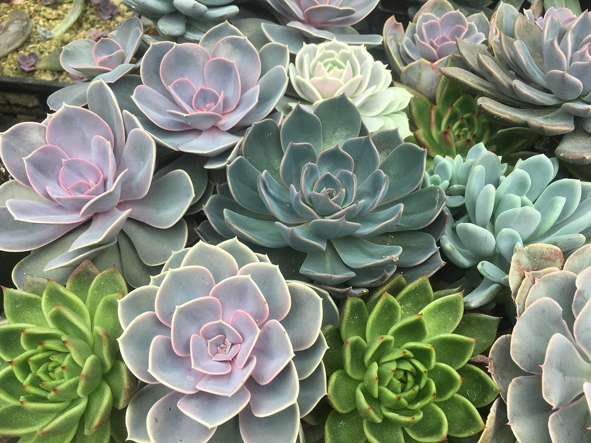 Dark Green Succulent Flower Seeds For Easy Planting Plant Seeds