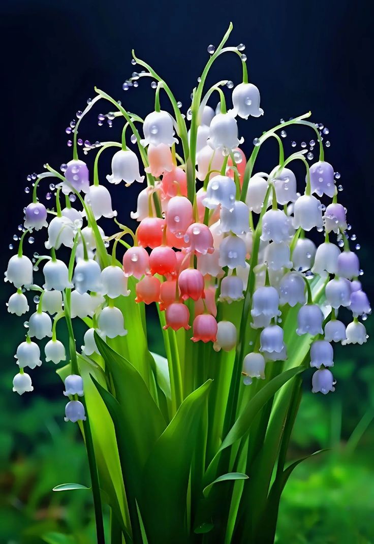Bell Orchid Flower seeds for Planting - Perfect for Borders, Heirloom & GMO Free Seeds for Home Garden