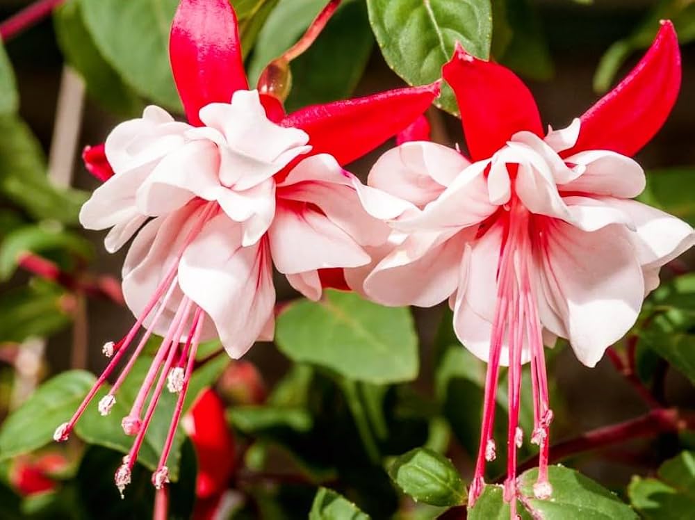 Fuchsia Flower seeds for Planting Cottage Garden Essential Heirloom & GMO Free Seeds for Home Garden