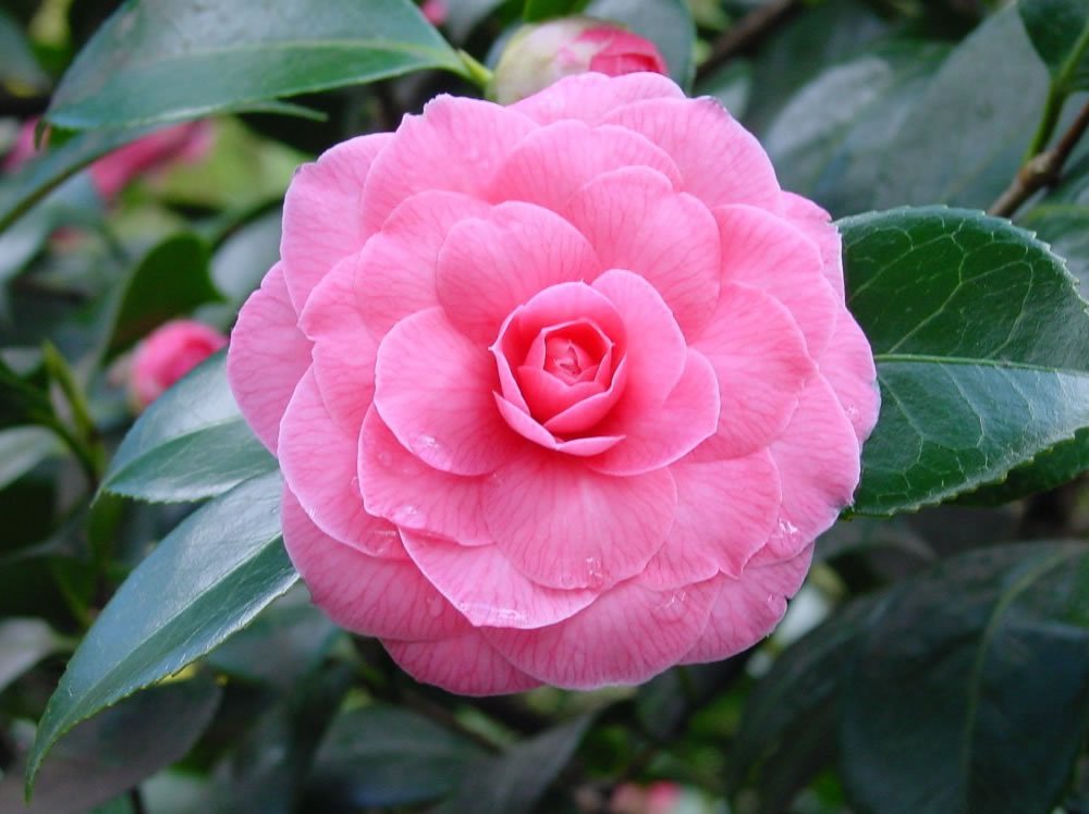 Camelia Flower seeds for Planting Drought Tolerant Heirloom & GMO Free Seeds for Home Garden