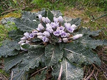 Black Mandrake Mandragora Autumnalis Flower Seeds – Heirloom Non-GMO for Garden Planting
Sale seeds for home garden