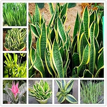 Sansevieria Flower seeds for Planting - Cut Flower Favorite, Heirloom & GMO Free Seeds for Home Garden
Sale seeds for home garden