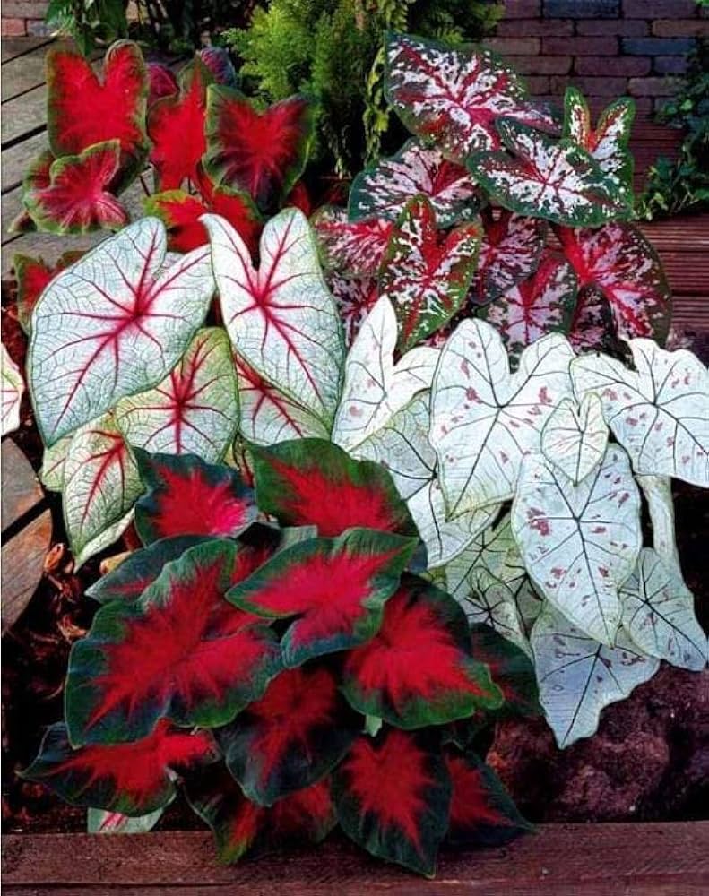 Mixed Colour Caladium Flower seeds for Planting - Garden Favorite, Heirloom & GMO Free Seeds for Home Garden