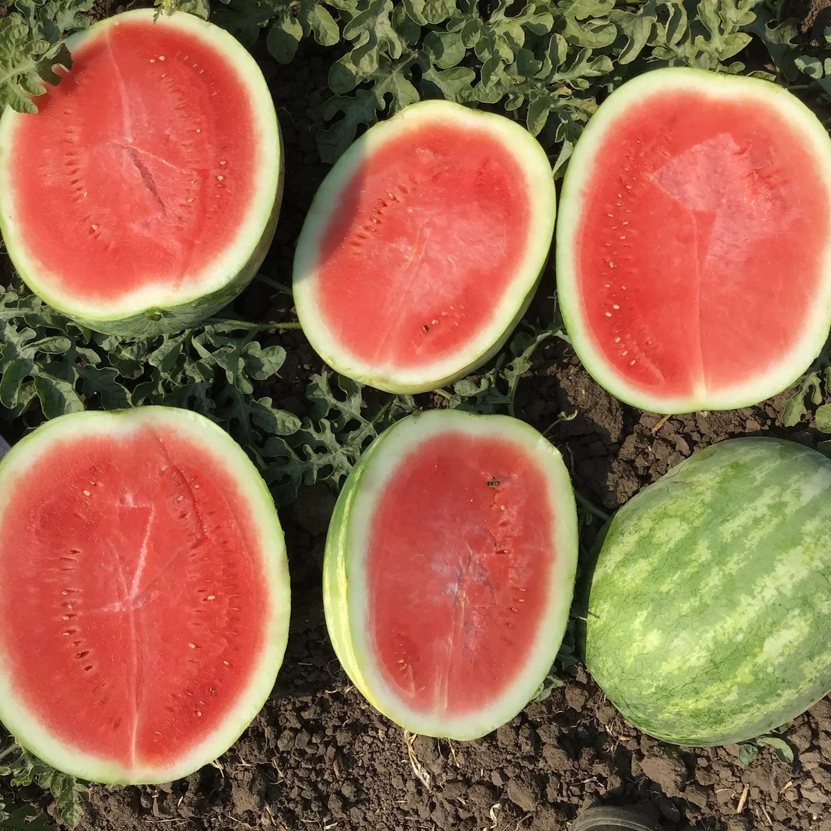 Sweet Seedless Watermelon Seeds for Planting and Delicious Treats