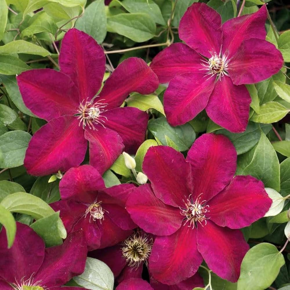 Clematis Flower seeds for Planting Compact Growth Heirloom & GMO Free Seeds for Home Garden
