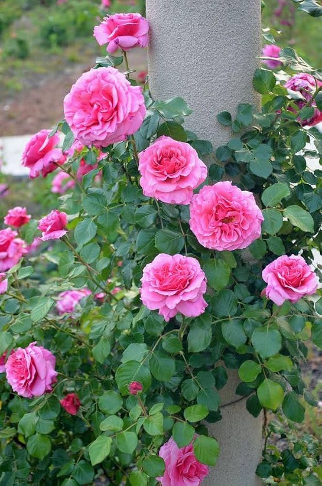 Echo Flower seeds for Planting Drought Tolerant Heirloom & GMO Free Seeds for Home Garden