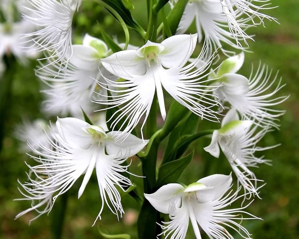 Egret Bonsai Flower seeds for Planting Colorful Display Heirloom & GMO Free Seeds for Home Garden