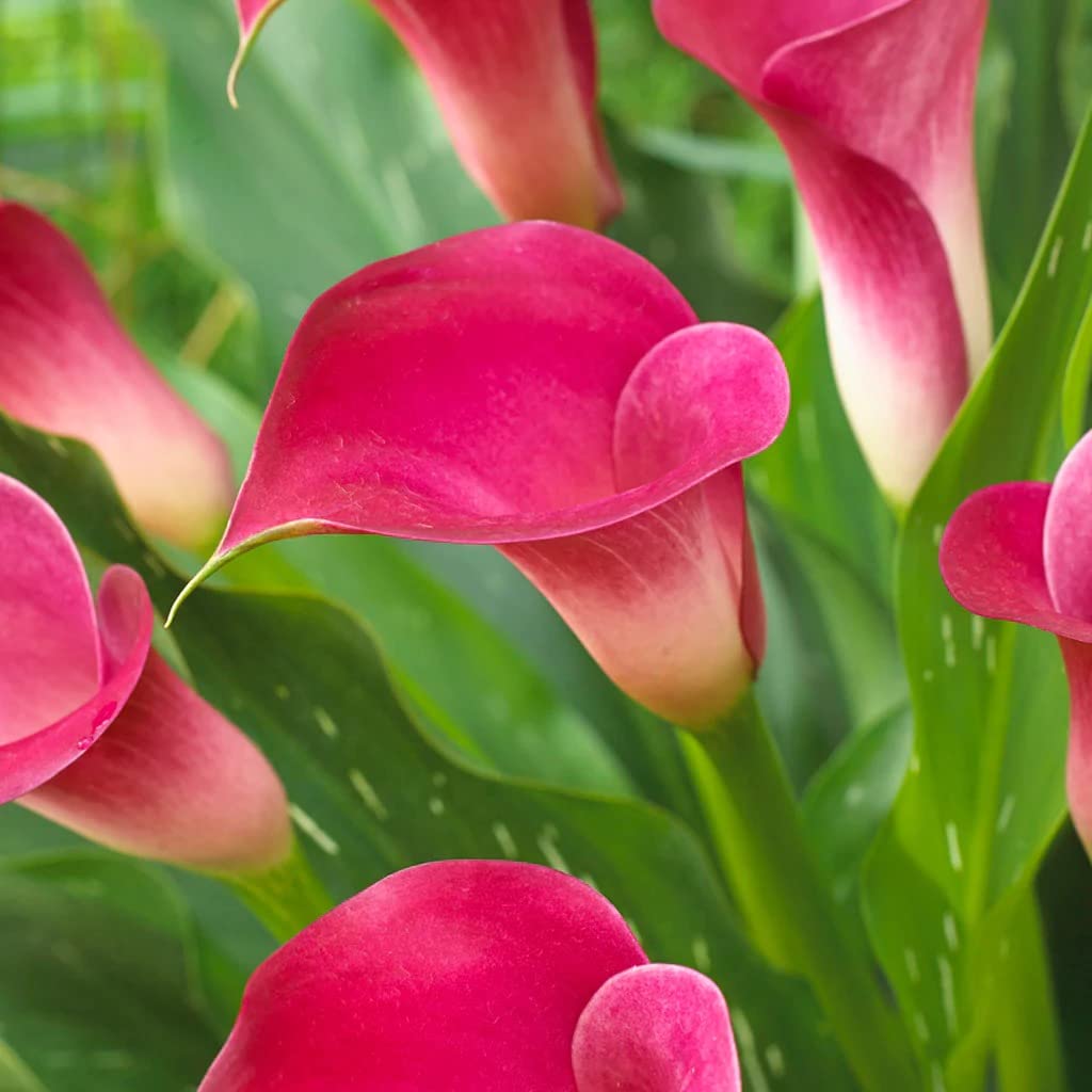 Heirloom Zantedeschia Flower seeds for Planting Colorful Display Heirloom & GMO Free Seeds for Home Garden