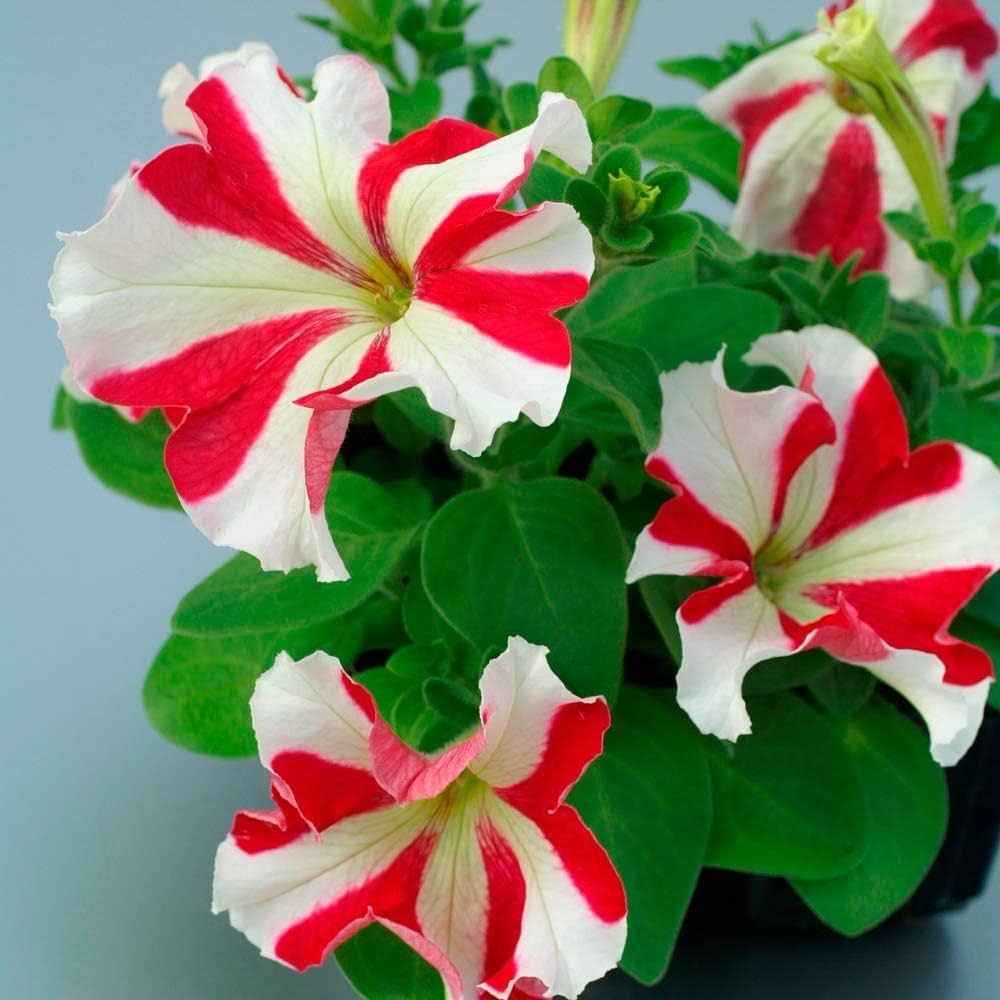 White Red Petunia Seeds for Gorgeous Floral Arrangements in Your Garden
