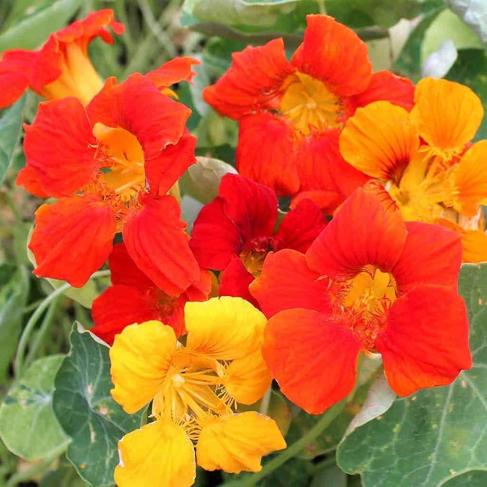 Orange Hanging Nasturtium Seeds Flower seeds for Planting Bright Blooms Heirloom & GMO Free Seeds for Home Garden
