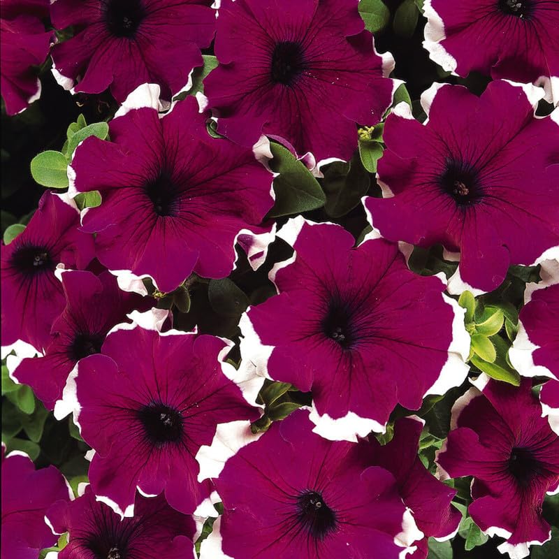 Thick Pink & White Petunia Flower seeds for Planting Drought Tolerant Heirloom & GMO Free Seeds for Home Garden