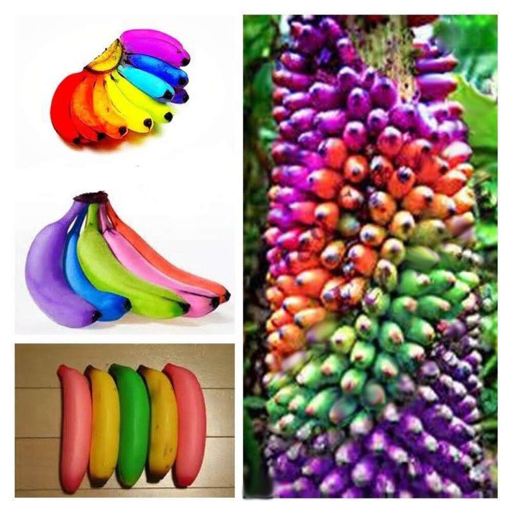 Multi-Color Banana Fruit Seeds For Planting