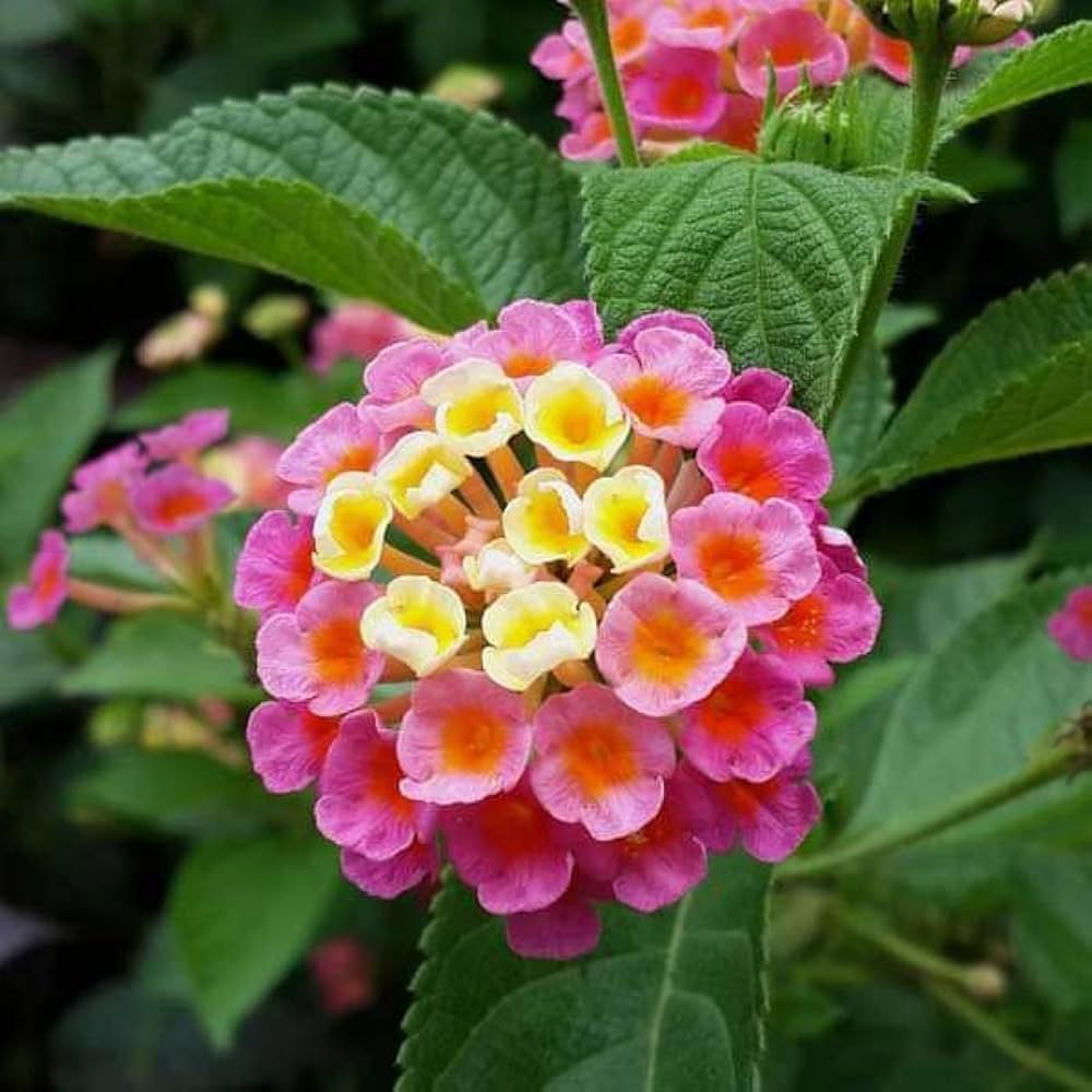 Feston Rose Lantana Flower seeds for Planting Sun Loving Heirloom & GMO Free Seeds for Home Garden