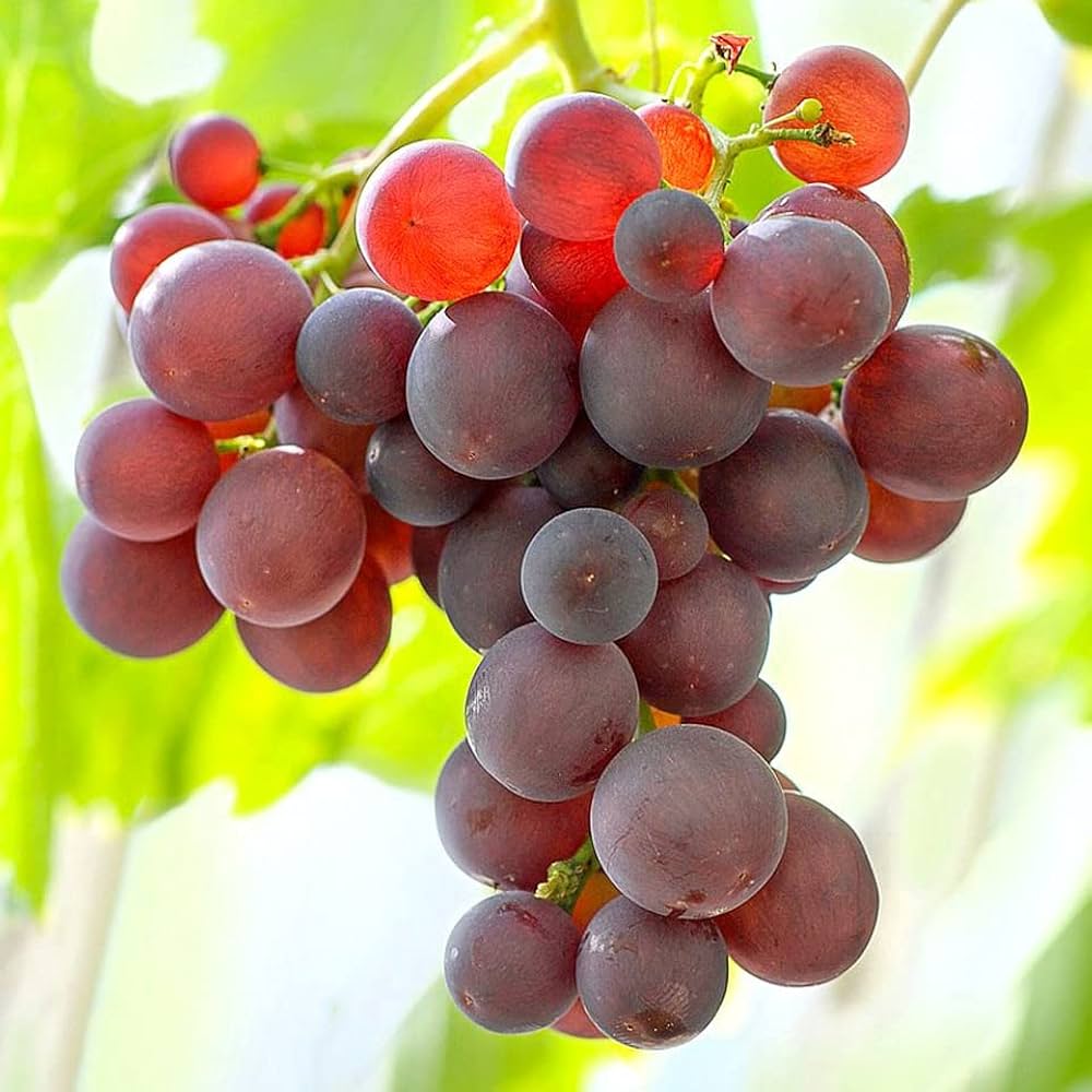 Giant Red Globe Grape (Vitis vinifera) Fruit Vine Seeds