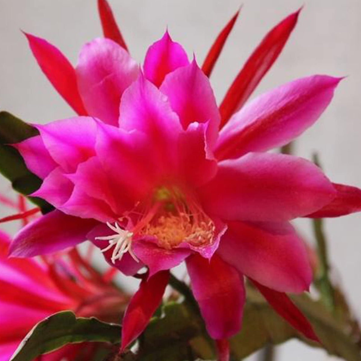 Purple Epiphyllum Oxypetalum Flower seeds for Planting Cottage Garden Essential Heirloom & GMO Free Seeds for Home Garden