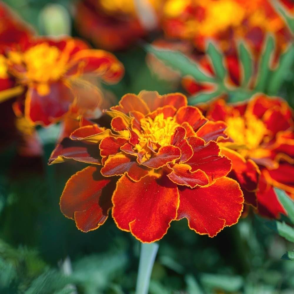 Russian Marigold Flower seeds for Planting Easy to Grow Heirloom & GMO Free Seeds for Home Garden