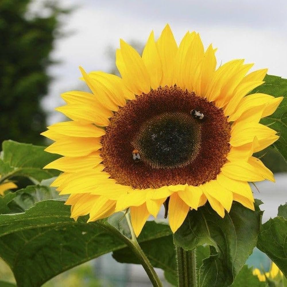 Mini SunFlower seeds for Planting Long Bloom Season Heirloom & GMO Free Seeds for Home Garden