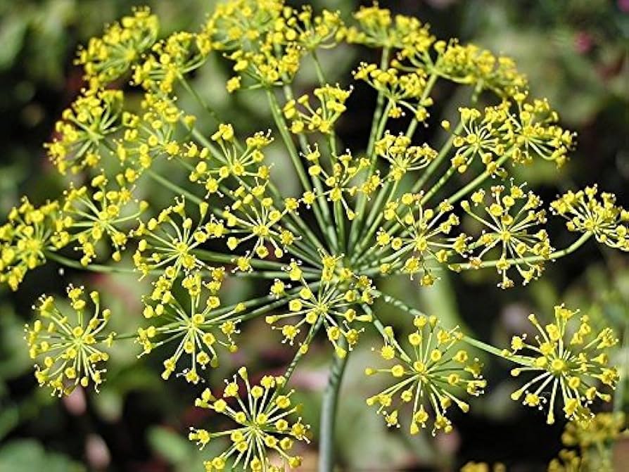 Mammoth Dill (Anethum graveolens) Seeds