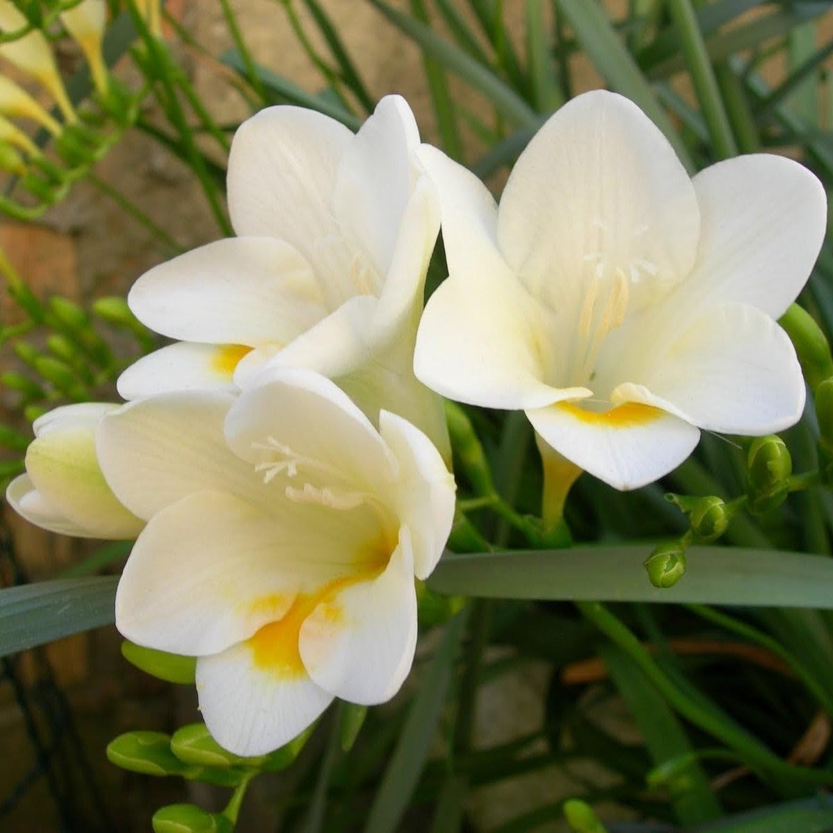 Freesia Flower seeds for Planting Drought Tolerant Heirloom & GMO Free Seeds for Home Garden