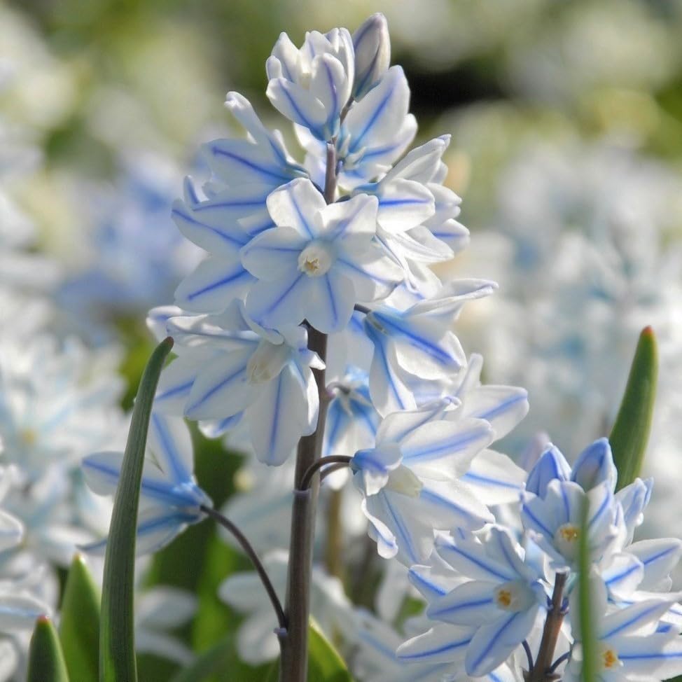 Nivalis SnowDrop Flower seeds for Planting - Easy to Grow, Heirloom & GMO Free Seeds for Home Garden