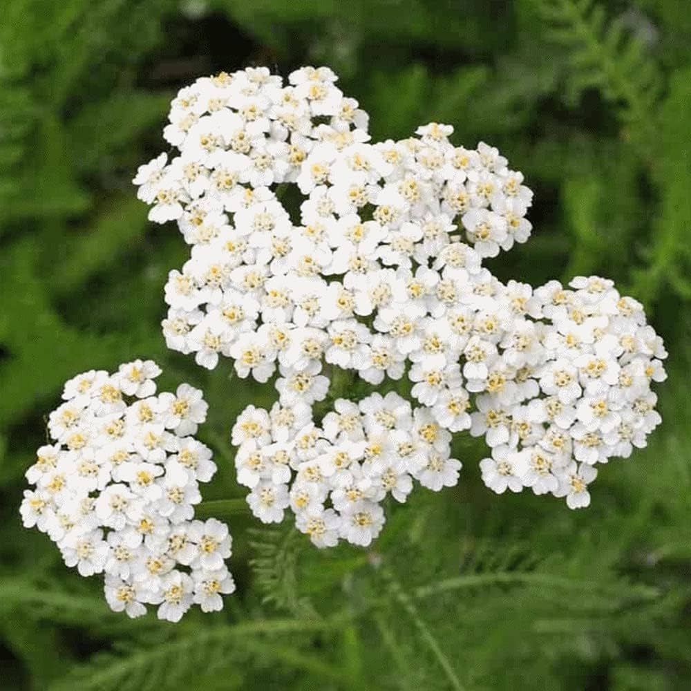 Mix Yarrow Flower seeds for Planting Colorful Display Heirloom & GMO Free Seeds for Home Garden
