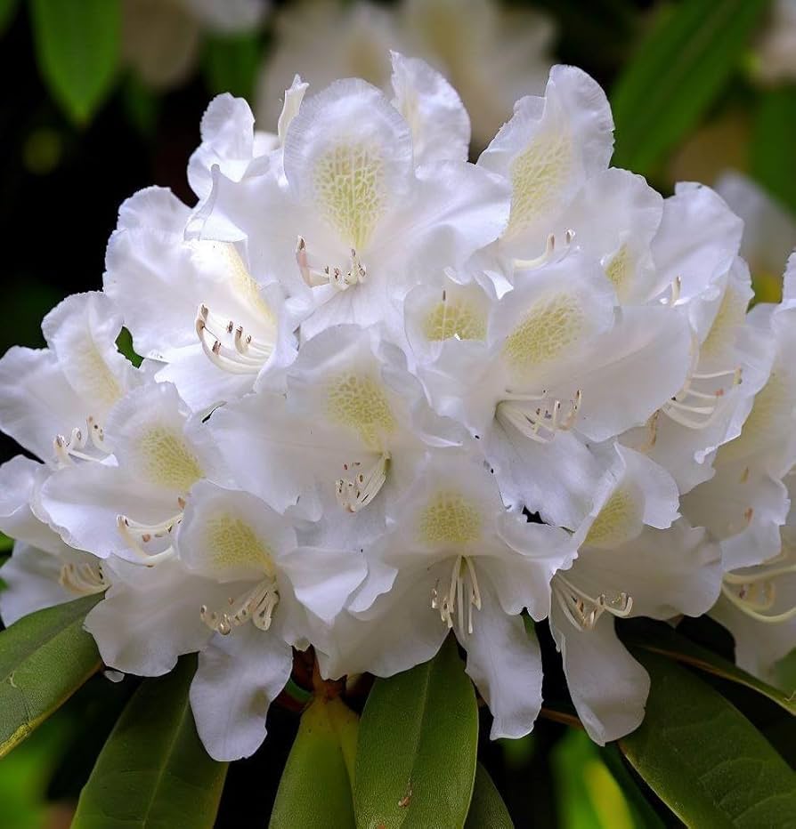 Heirloom Rhododendron Flower seeds for Planting Cottage Garden Essential Heirloom & GMO Free Seeds for Home Garden