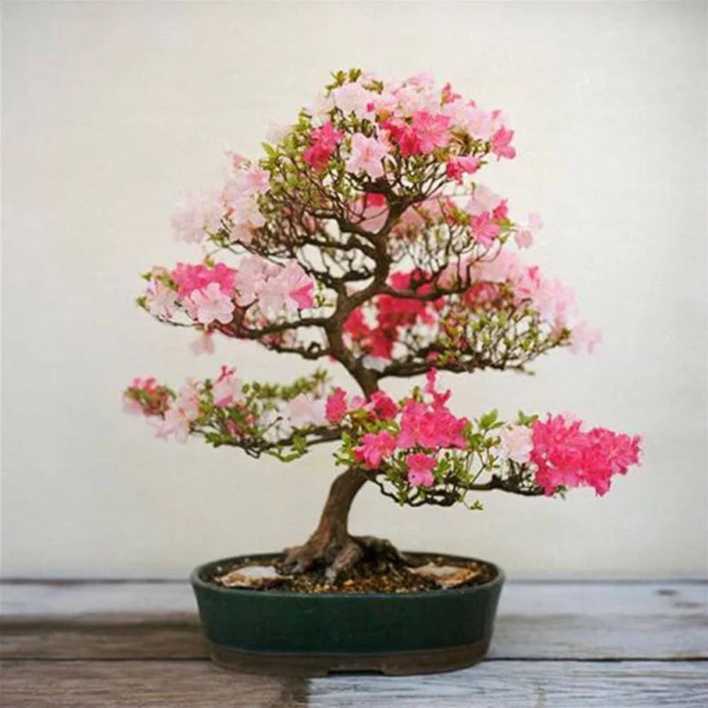 Mixed Simsii Bonsai Flower seeds for Planting Sun Loving Heirloom & GMO Free Seeds for Home Garden