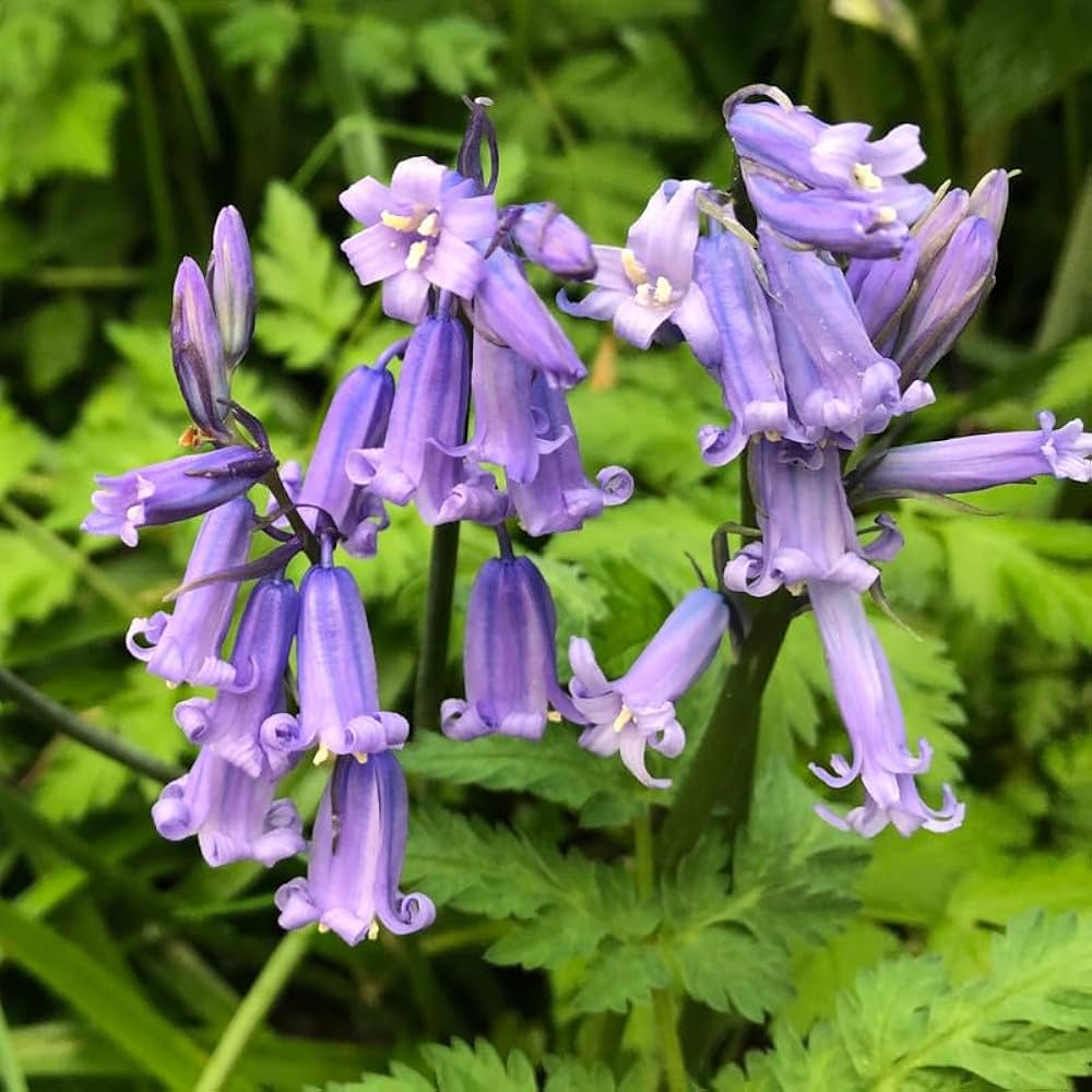 English Bell Flower seeds for Planting Perfect for Borders Heirloom & GMO Free Seeds for Home Garden