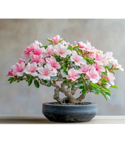 Bonsai Flower seeds for Planting Garden Favorite Heirloom & GMO Free Seeds for Home Garden