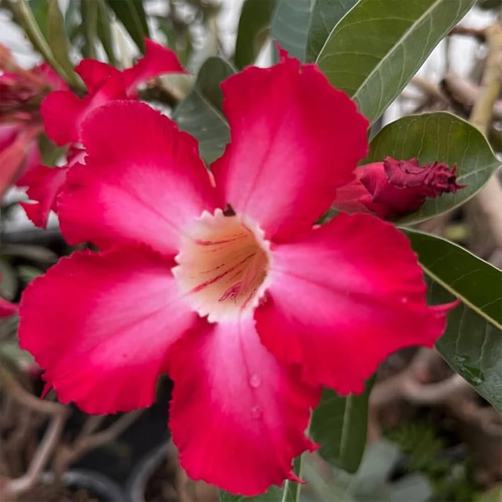 Pink Adenium Obesum Flower seeds for Planting Sun Loving Heirloom & GMO Free Seeds for Home Garden