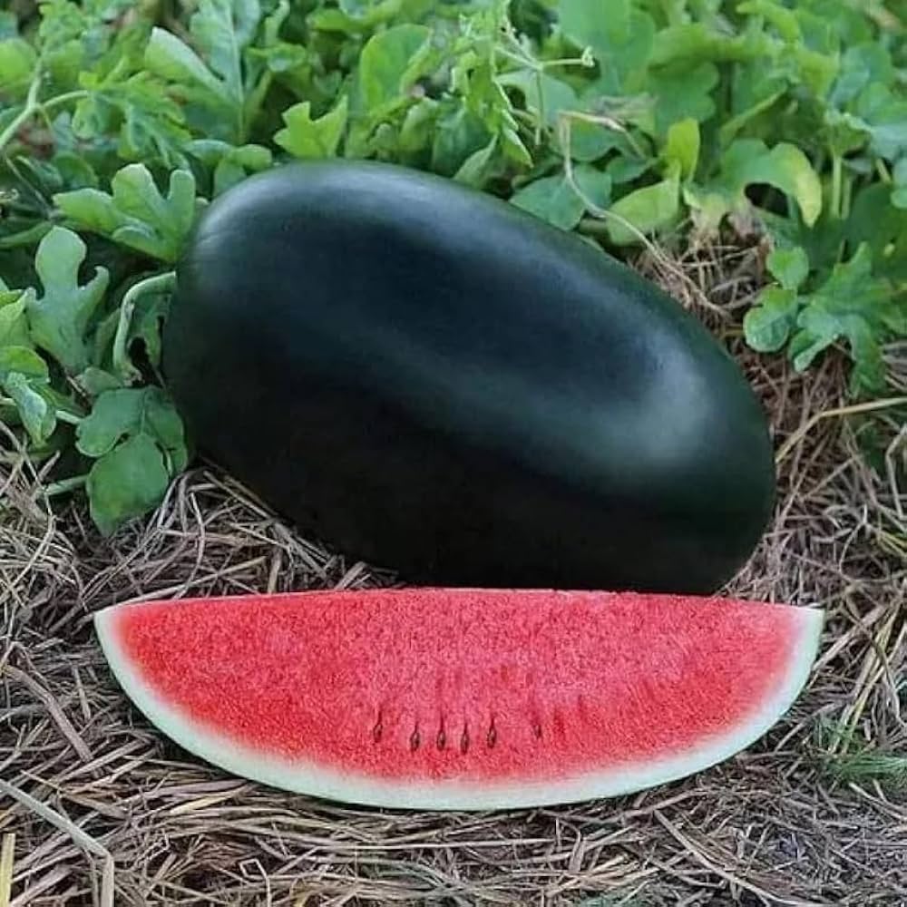 Watermelon Red Gray Seeds: Grow Your Own Delicious Fruit - Evergrowseeds