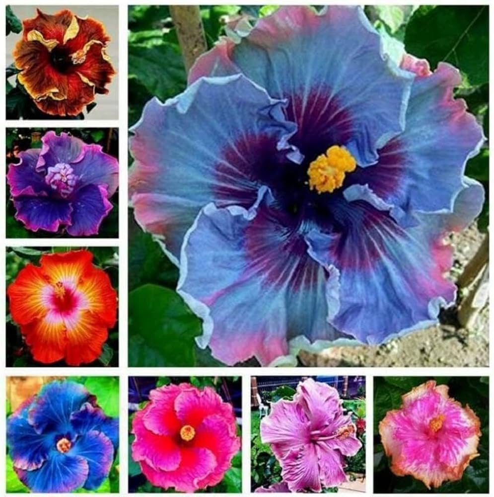 Hibiscus Flower Seed Flower seeds for Planting Easy to Grow Heirloom & GMO Free Seeds for Home Garden