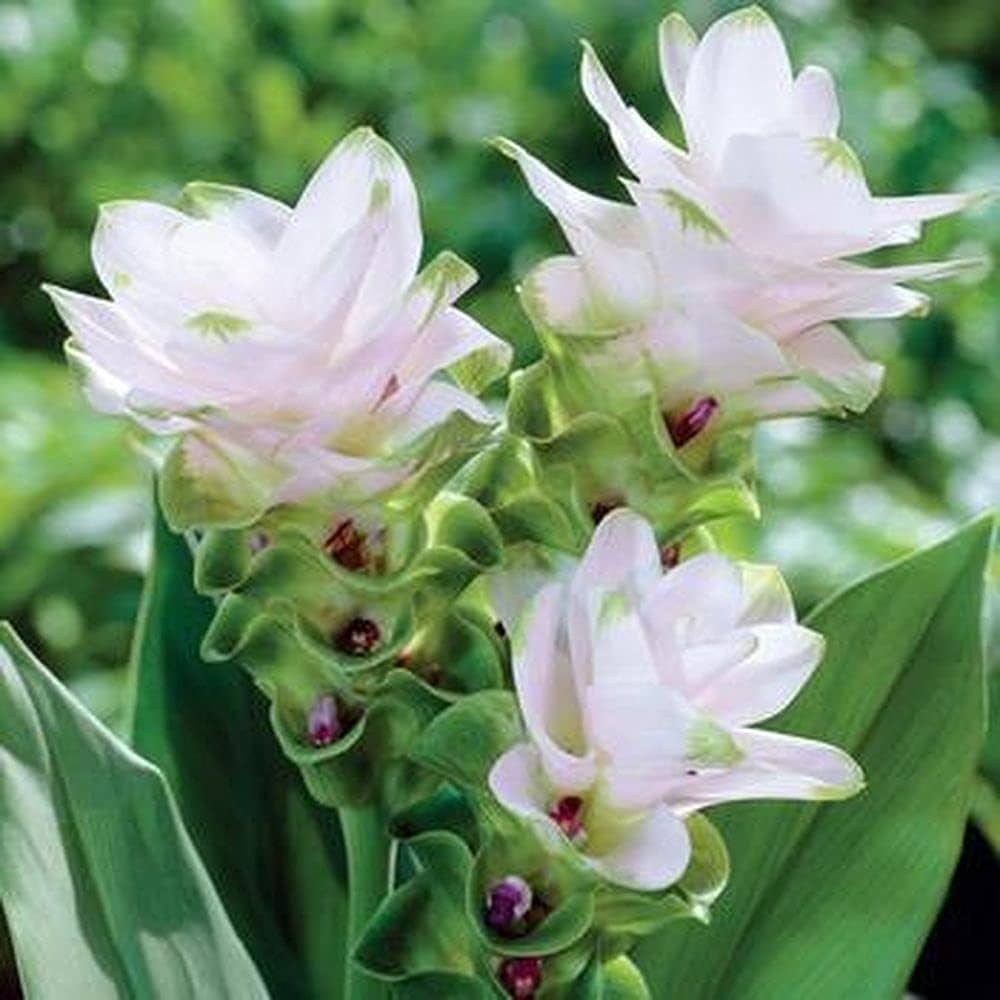 Alismatifolia Flower Seeds for Planting White - Enjoy the Elegant White Alismatifolias in Your Space