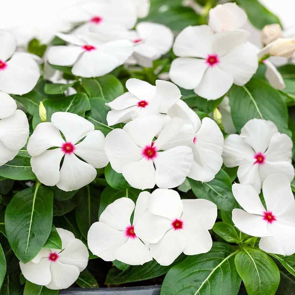 Polka Dot Vinca Flower seeds for Planting - Wildflower Mix, Heirloom & GMO Free Seeds for Home Garden